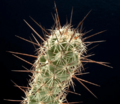 Coryphantha pulleineana
