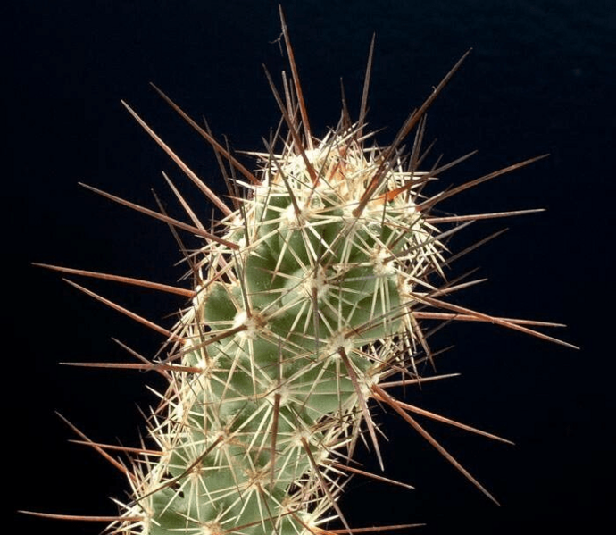 Coryphantha pulleineana