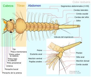 Archivo:Culex restuans larva diagram es