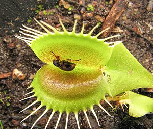 Archivo:Dionaea Paria beetle