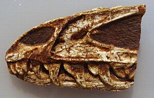 Archivo:Dracovenator snout