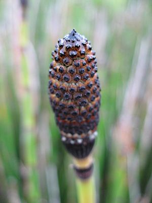 Archivo:Equisetum hyemale detail 01 by Line1