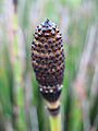 Equisetum hyemale detail 01 by Line1