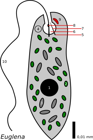 Archivo:Euglena - schema
