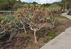 Euphorbia bravoana - Jardín Botánico Canario Viera y Clavijo - Gran Canaria 001.jpg