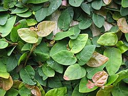 Ficus pumila (Leafs).jpg