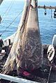Fish on Trawler