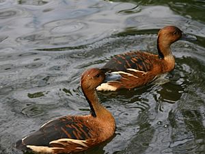 Archivo:Fulvous Whistling Duck