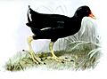 GallinulaNesiotusJury