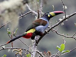 Gray-breasted Mountain-Toucan (Andigena hypoglauca).jpg