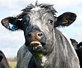 Grey cattle, Dedham, Essex, England