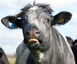 Archivo:Grey cattle, Dedham, Essex, England