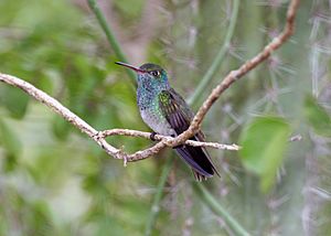 Archivo:Honduran Emerald (Amazilia luciae) (2495402213)