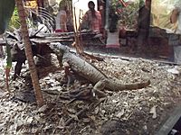 Archivo:Iguana, Museo del Desierto, Saltillo Coahuila - panoramio