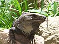 Iguana-Uxmal-Yucatan-Mexico0302
