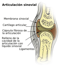 Archivo:Illu synovial joint.es