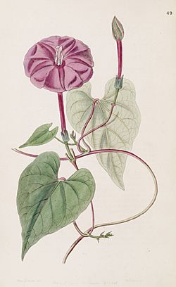 Ipomoea purga (as Exogonium purga) Bot. Reg. 33.49.jpg