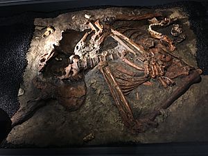Archivo:Kebara 2 skeleton replica