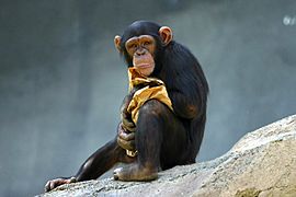 Lightmatter chimp