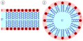 Lipid bilayer and micelle
