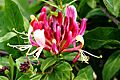 Lonicera × heckrottii 5356