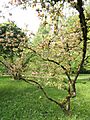 Malus prattii - Botanischer Garten München-Nymphenburg - DSC07576