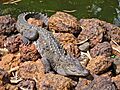 Marsh crocodile - Basking in the sun