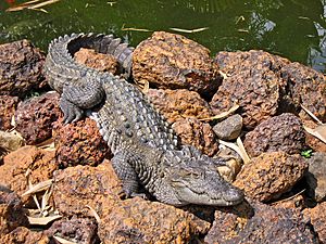 Marsh crocodile - Basking in the sun.jpg