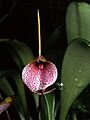 Masdevallia floribunda Orchi 004