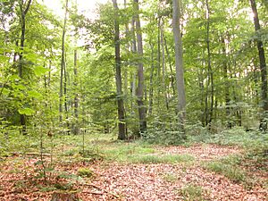 Archivo:Mixed-forest