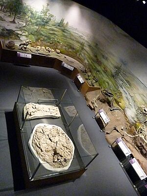 Archivo:Museo Egidio Feruglio 016