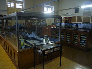 Museu Geològic del Seminari de Barcelona 01.JPG