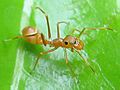 Myrmarachne plataleoides female thailand