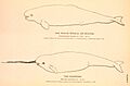 Narwhal and Beluga
