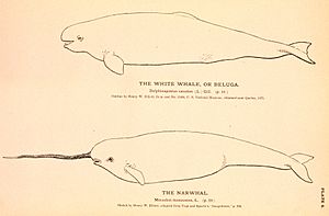 Archivo:Narwhal and Beluga