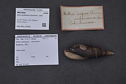 Naturalis Biodiversity Center - ZMA.MOLL.30039 - Mitra carbonaria Swainson, 1822 - Mitridae - Mollusc shell.jpeg