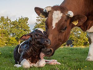 Archivo:New born Frisian red white calf