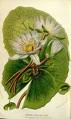Archivo:Nymphaea nouchali (stellata) Fl. Serres 8. 1852-53