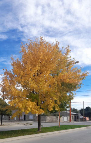 Archivo:Otoño