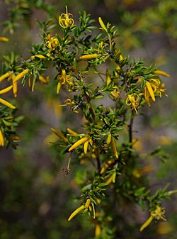 Persoonia terminalis ssp recurva, Australian National Botanic Garden, Canberra, ACT, 23-12-14 (16731755955).jpg