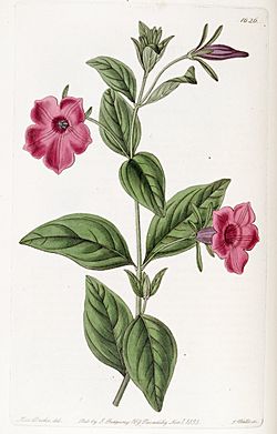 Petunia violacea Edwards's Bot. Reg. 19. 1626. 1833.jpg
