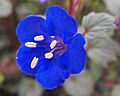 Phaceliacampanularia