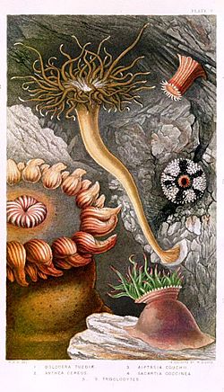 Archivo:Philip Henry Gosse - British Sea-Anemone and Corals (Plate V)