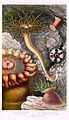 Philip Henry Gosse - British Sea-Anemone and Corals (Plate V)