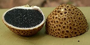 Archivo:Pigskin Poison Puffball