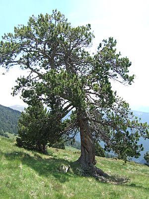 Pinus uncinata0.JPG