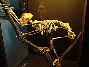Archivo:Proconsul skeleton reconstitution (University of Zurich)