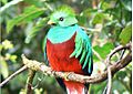 Quetzal01 cropped