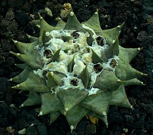 Archivo:SDC11400 - Ariocarpus trigonus