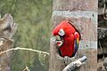 Scarlet Macaw (Ara macao) -nest -Henry Doorly Zoo